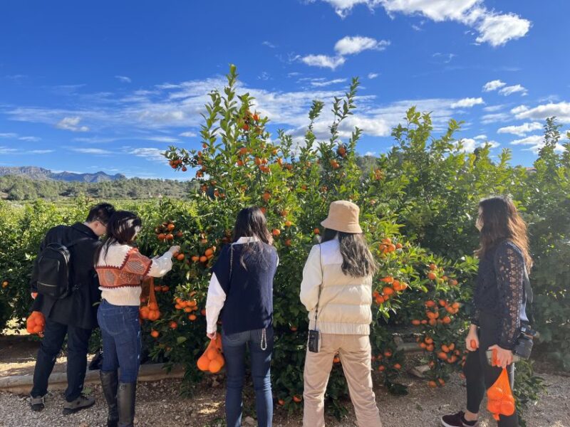 Valencia: Orange Farm and Orchard Trip With Tastings - Customer Feedback and Ratings