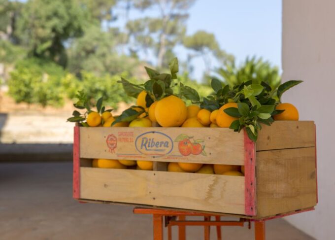 Valencia: Orange Farm and Orchard Trip With Tastings - Citrus Cultivation Techniques