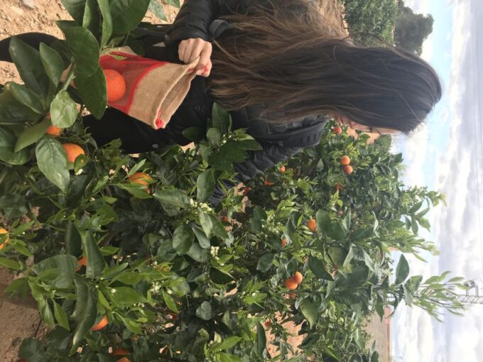 Valencia: Orange Farm and Orchard Trip With Tastings - Artisanal Orange Products