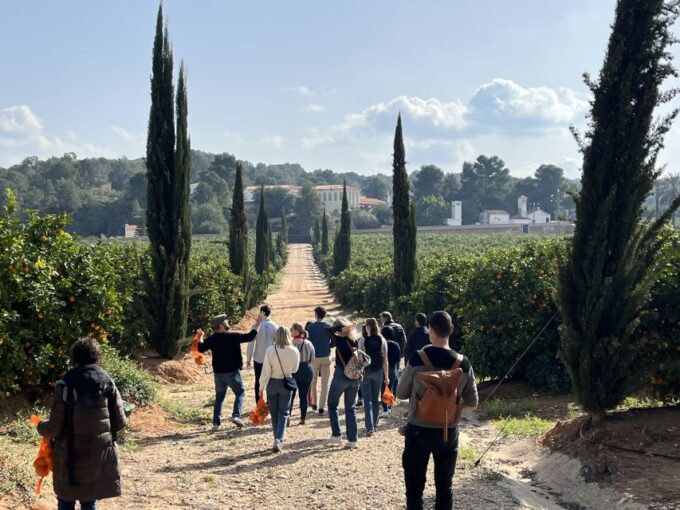 Valencia: Orange Farm and Orchard Trip With Tastings - Seasonal Fruit Picking