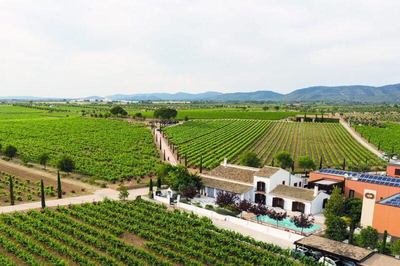Valencia: Vineyard Tour With Local Wine Tasting & Appetizer - Duration and Group Size