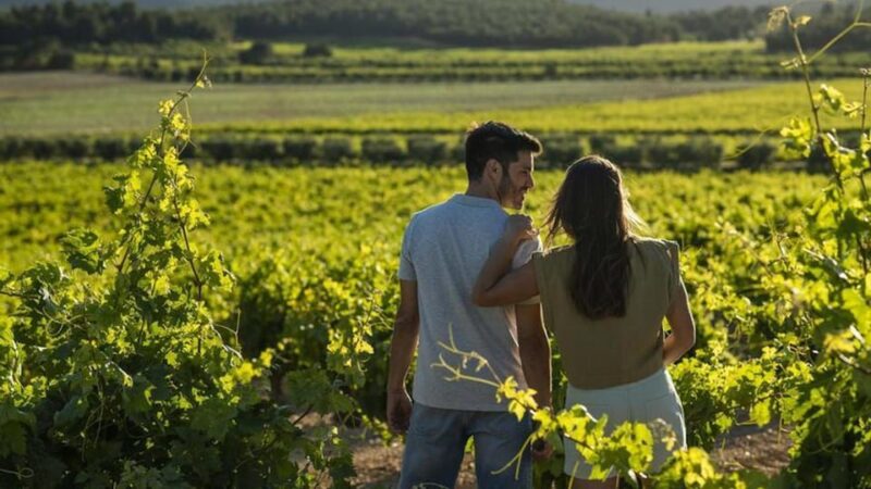 Valencia: Vineyard Tour With Local Wine Tasting & Appetizer - Pricing and Booking