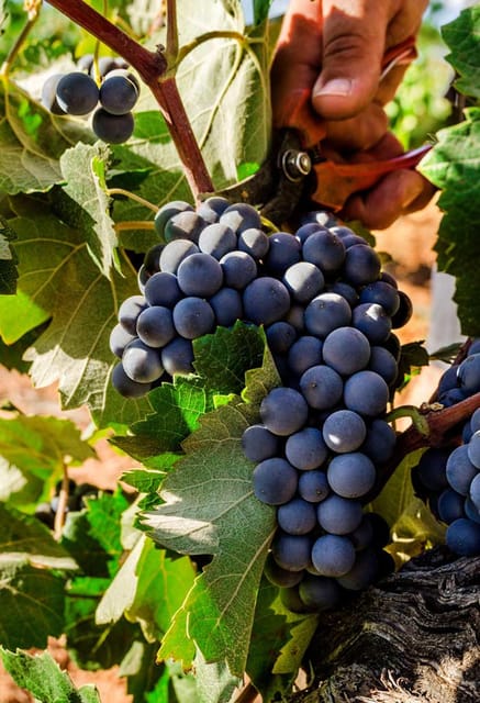 Valencia: Vineyard Tour With Local Wine Tasting & Appetizer - Important Information