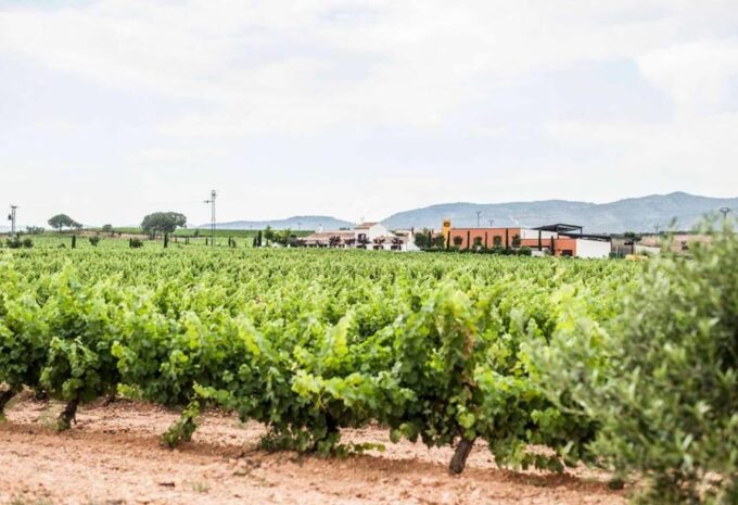 Valencia: Vineyard Tour With Local Wine Tasting & Appetizer - Starting Point