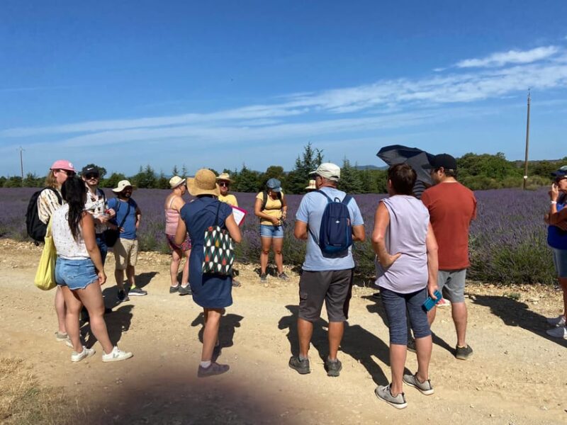 Valensole : Visit of a Winery and Lavender Farm - Key Points