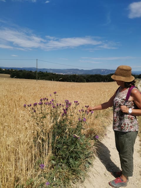 Valensole : Visit of a Winery and Lavender Farm - Farm History and Sustainable Practices