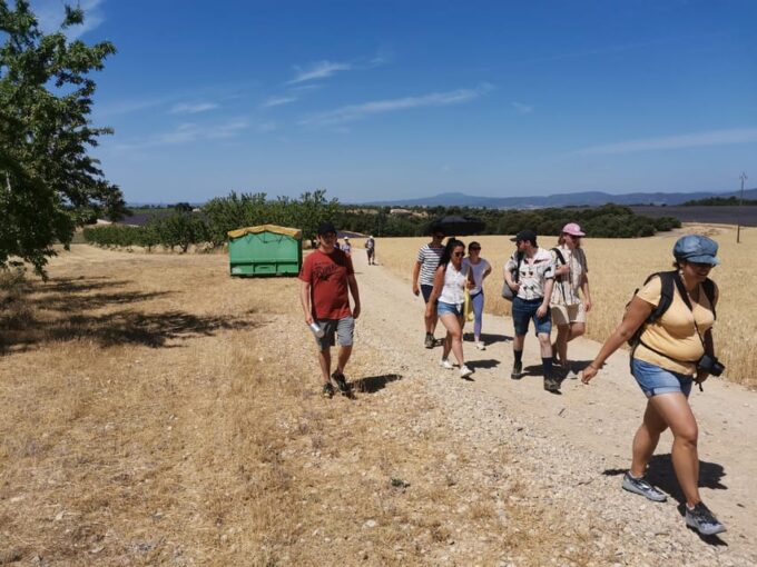Valensole : Visit of a Winery and Lavender Farm - Ask Away