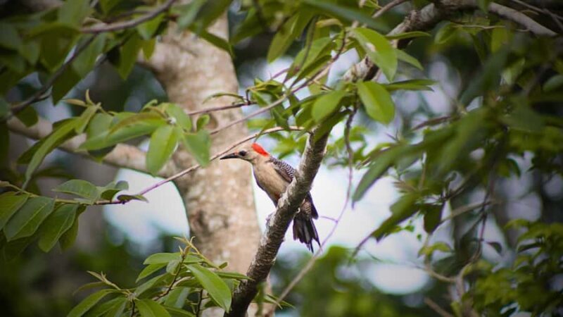 Valladolid: Chichen Itza + 2 Cenotes with Shared Transportation - Final Thoughts