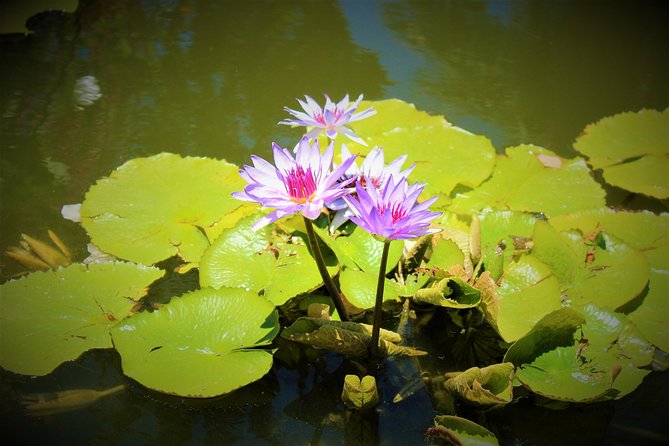 Vallarta Botanical Garden and Tequila Tasting From Puerto Vallarta - Reviews and Experiences