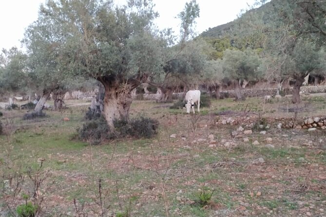 Valldemossa Lookouts and Sestaca - Pricing and Inclusions