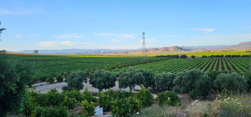 Valle de Guadalupe Tour: Wine Tastings Included - Who This Tour Is Perfect For