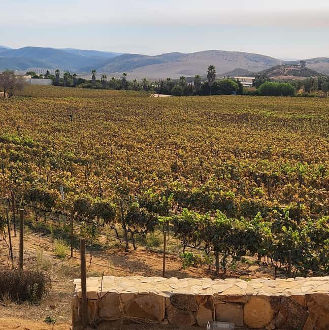 Valle de Guadalupe Tour: Wine Tastings Included - Final Thoughts: Is It Worth It?