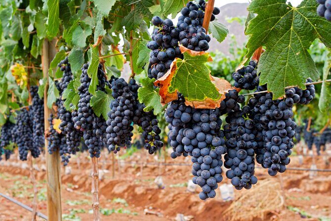 Valle de Guadalupe Wine Experience: Wine Tastings Included - Final Thoughts: Why This Tour Is a Great Choice