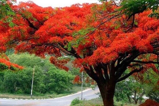 Valle Taino Tropical Park and plantation in Puerto Plata - An Overview of the Tour Experience