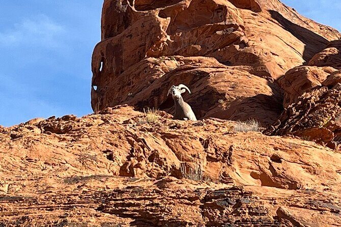 Valley of Fire Half Day Tour - A Closer Look at the Valley of Fire Half Day Tour