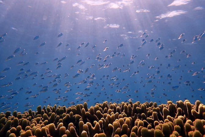 Valley of the Latte Kayaking Adventure Tour with Lunch No Transportation - FAQs