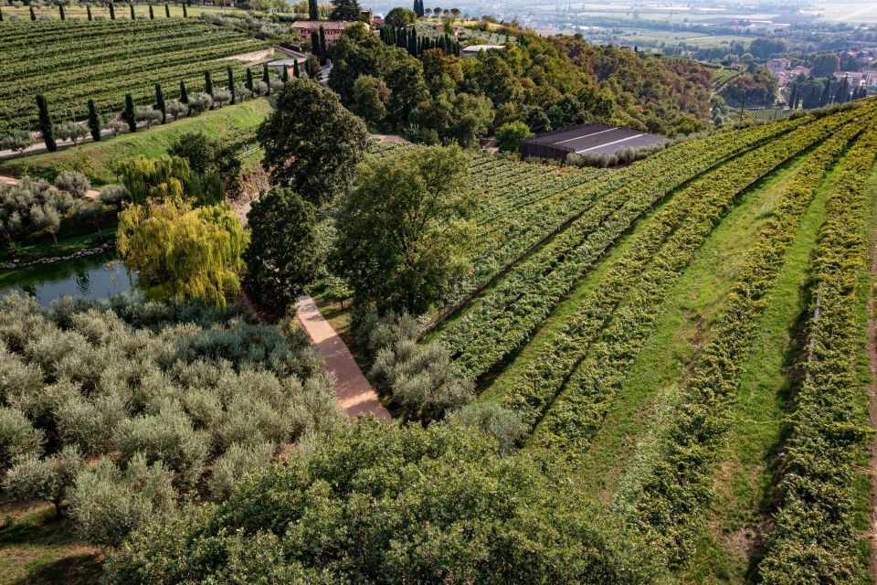 Valpolicella: Winery Tour, Blind Tasting & Light Lunch - Exploring the Terroir and Vineyards
