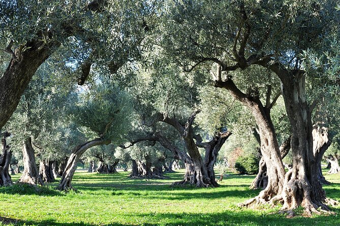 Van Goghs Provence & Roman Sites - Small-Group Day Trip - Air-Conditioned Transportation