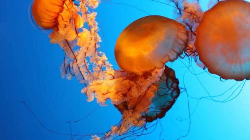 Vancouver Aquarium: Skip-the-Line Ticket - Exploring the Full Range of Exhibits and Shows