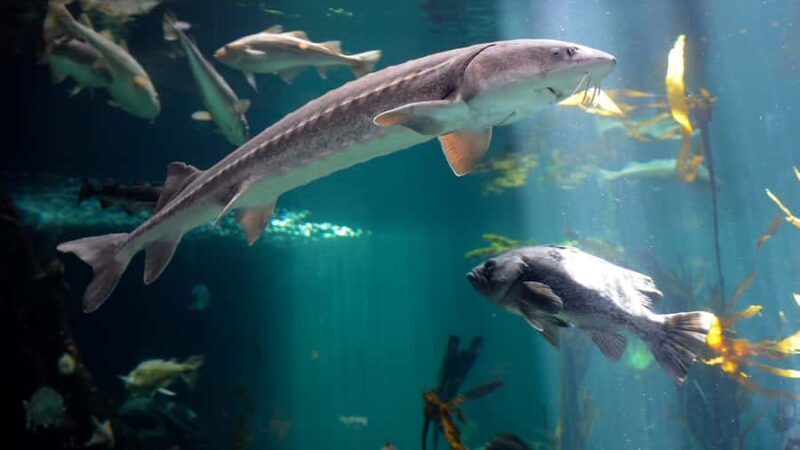 Vancouver Aquarium: Skip-the-Line Ticket - Final Thoughts: Is the Vancouver Aquarium Worth It?