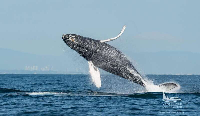 Vancouver, BC: Whale Watching Tour Small Zodiac with Guide - FAQ