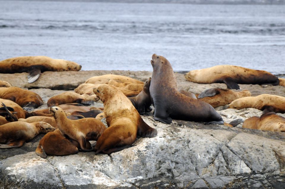 Vancouver, BC: Whale Watching Tour - Wildlife Sightings Opportunities
