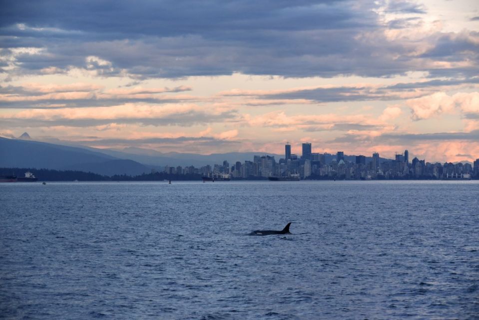 Vancouver, BC: Whale Watching Tour - Timing and Availability of Tours