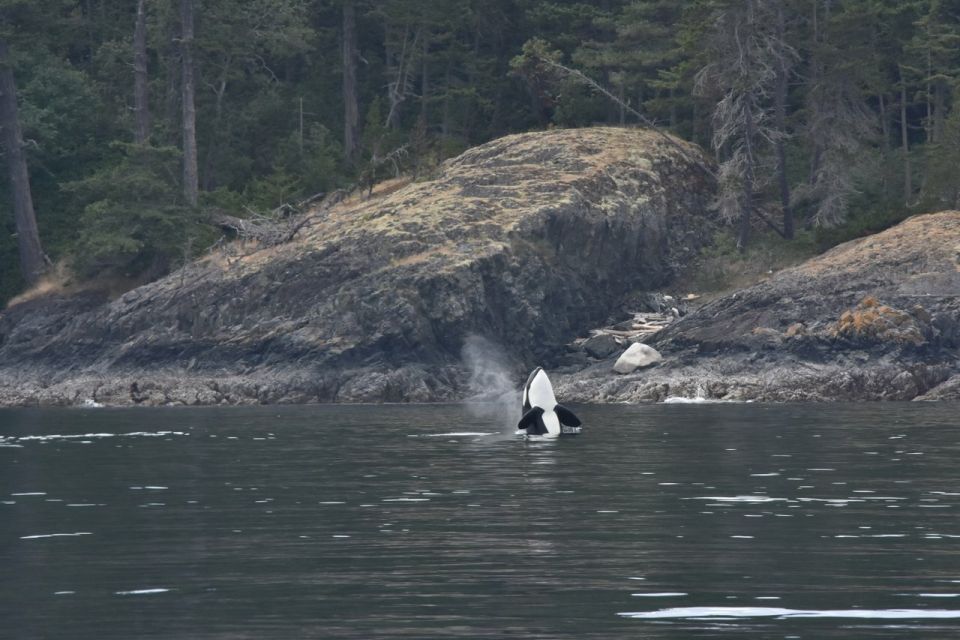 Vancouver, BC: Whale Watching Tour - Downloadable Tour Guides in Multiple Languages