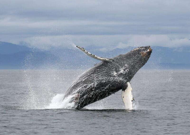 Vancouver, BC: Whale Watching Tour with Guide - Key Points