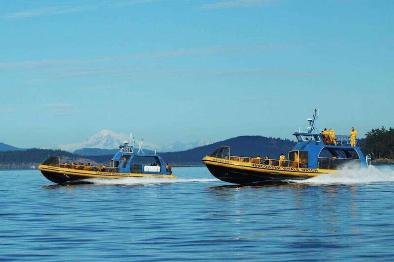 Vancouver, BC: Whale Watching Tour with Guide - A Detailed Look at the Whale Watching Experience