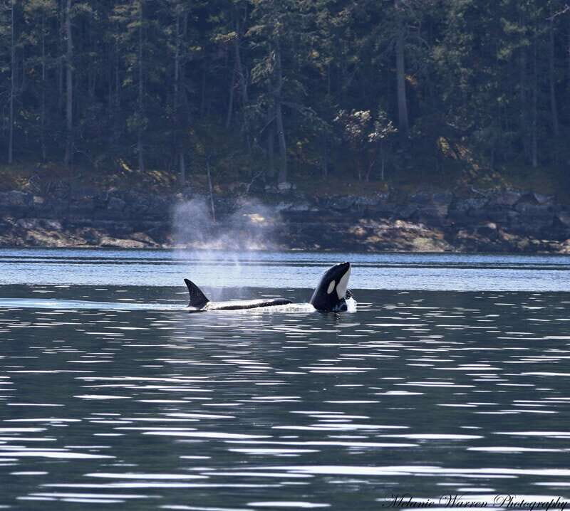 Vancouver, BC: Whale Watching Tour with Guide - FAQ