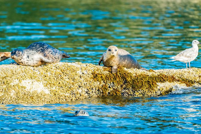 Vancouver City and Seals Scenic Boat Tour by Vancouver Water Adventures - Tour Inclusions and Accessibility