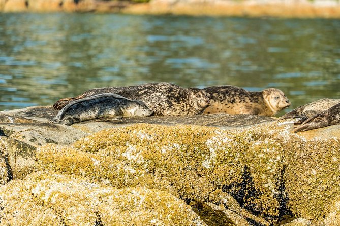 Vancouver City and Seals Scenic Boat Tour by Vancouver Water Adventures - Booking and Pricing Details