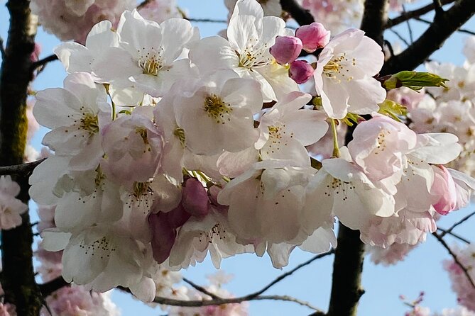 Vancouver City Tour With Cherry Blossom Festival Private - Booking Details
