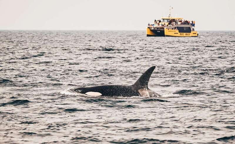 Vancouver: Covered Whale Watching Adventure with Free Photos - A Closer Look at the Experience