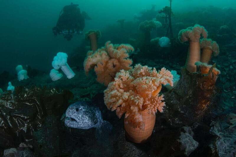 Vancouver: Discover the Best SCUBAdiving Sites by Boat - Exploring Howe Sound: Why It Matters