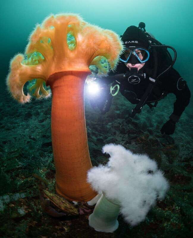 Vancouver: Discover the Best SCUBAdiving Sites by Boat - The Practical Side