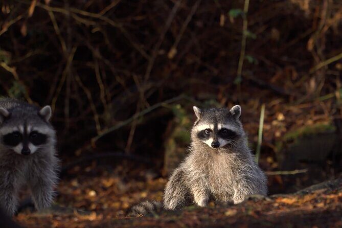 Vancouver Haunted Halloween Trolley Tour - FAQ