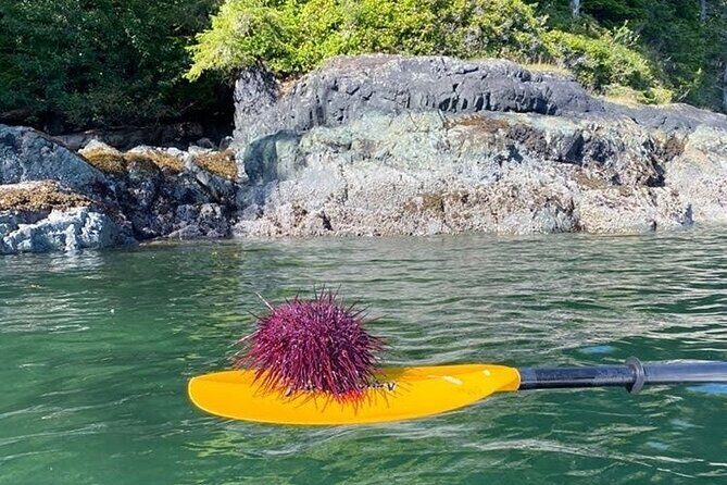 Vancouver Island: 2-Hour Guided Kayak Tour from Telegraph Cove - Why Choose This Kayak Tour?