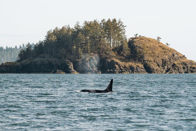 Vancouver Island: 2-Hour Guided Kayak Tour from Telegraph Cove - The Practical Details