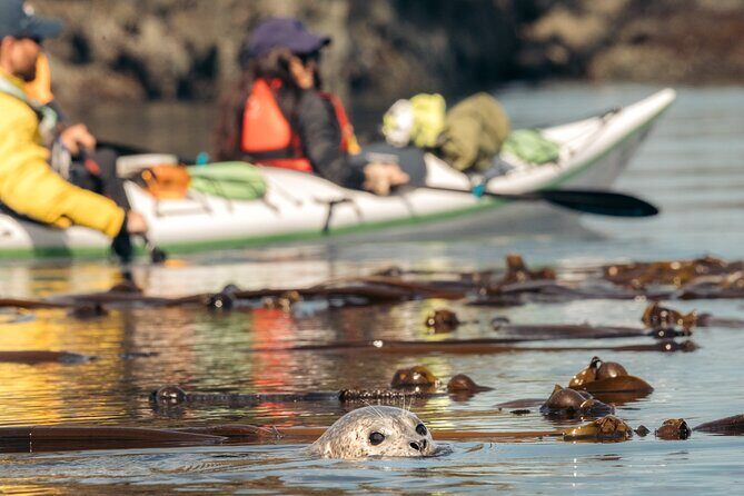 Vancouver Island: 2-Hour Guided Kayak Tour from Telegraph Cove - Authentic Traveler Insights