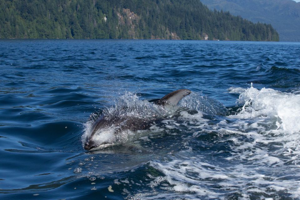 Vancouver Island: Campbell River Coastal Wildlife Adventure - Key Points
