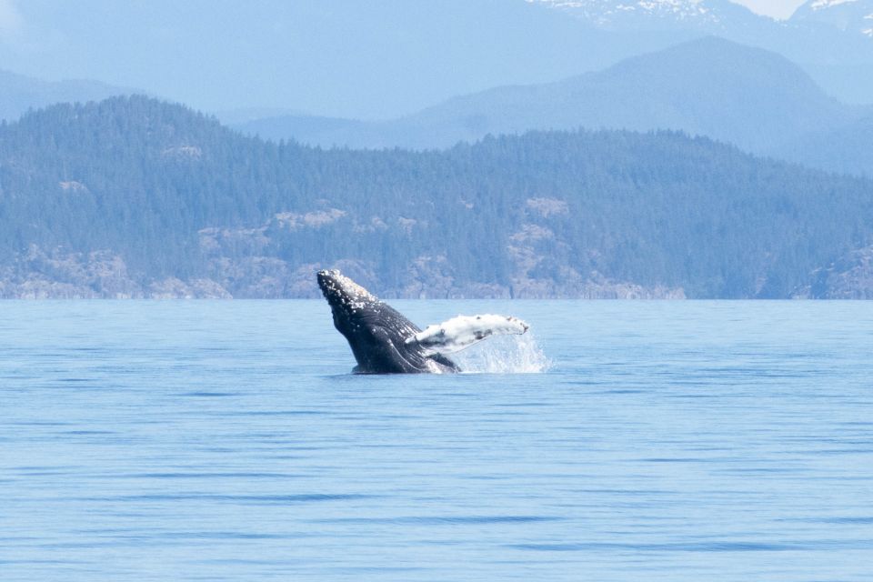 Vancouver Island: Campbell River Coastal Wildlife Adventure - Observing Wildlife in Action