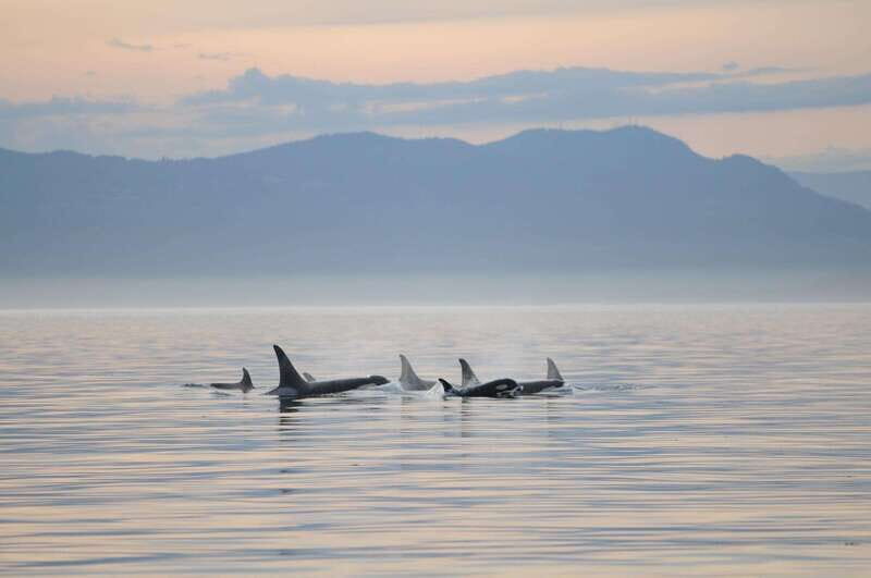 Vancouver Island: Cowichan Bay Sunset Whale Watching Tour - Key Points