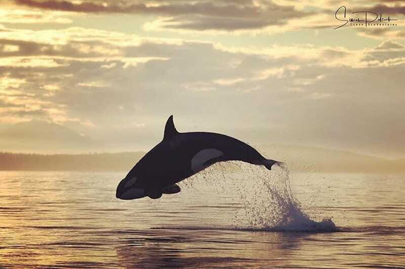 Vancouver Island: Cowichan Bay Sunset Whale Watching Tour - FAQ