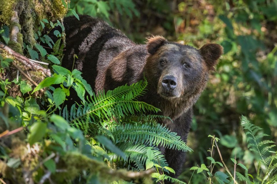 Vancouver Island: Full-Day Grizzly Bear Tour at Toba Inlet - Grizzly Bear Viewing Experience