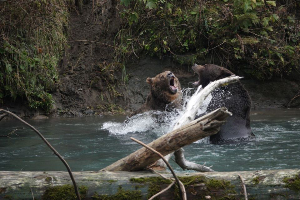 Vancouver Island: Full-Day Grizzly Bear Tour at Toba Inlet - Certified Naturalist Captain