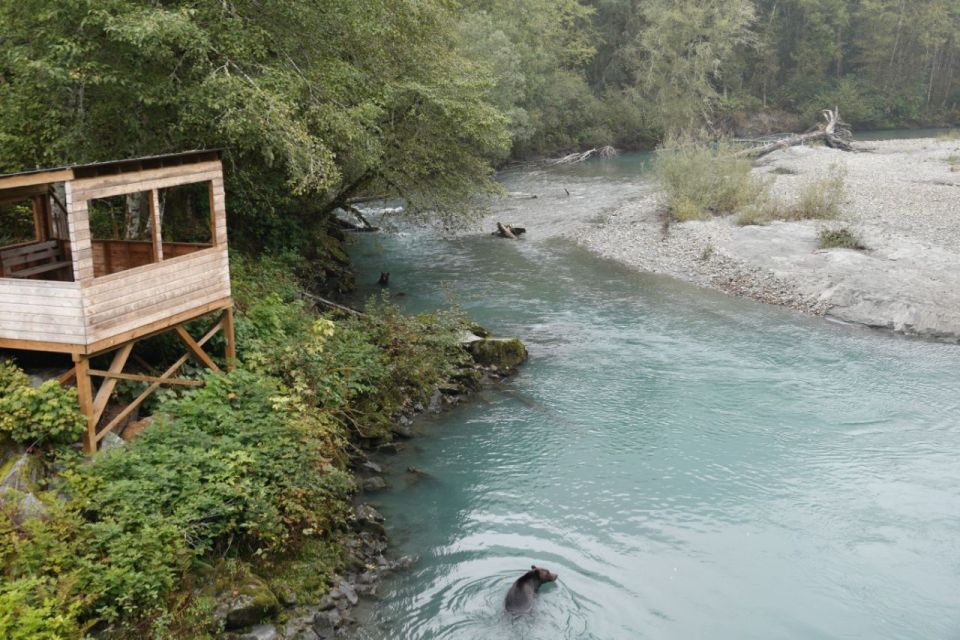 Vancouver Island: Full-Day Grizzly Bear Tour at Toba Inlet - Traveler Recommendations