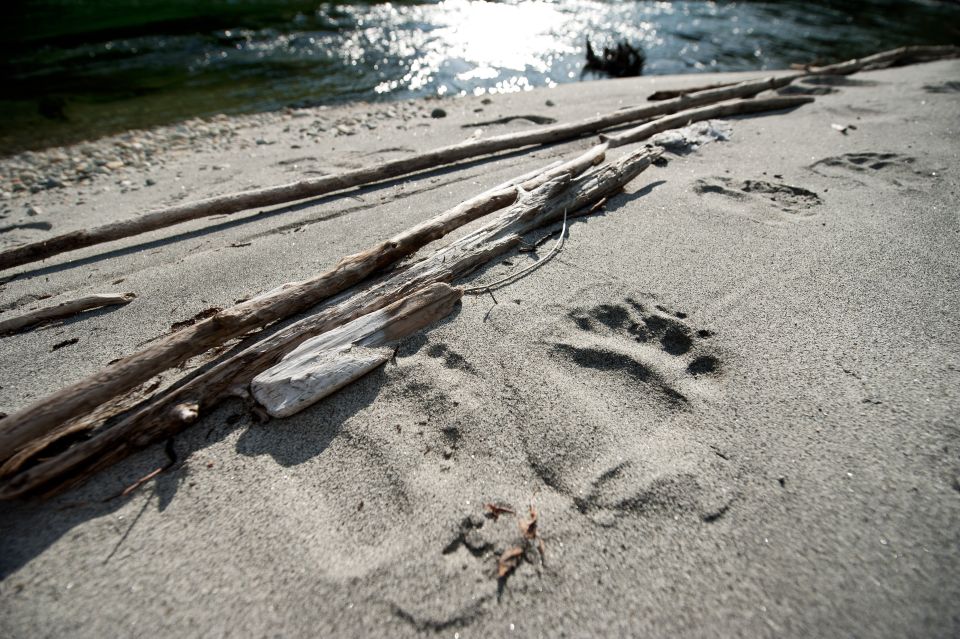 Vancouver Island: Full-Day Grizzly Bear Tour at Toba Inlet - Frequently Asked Questions