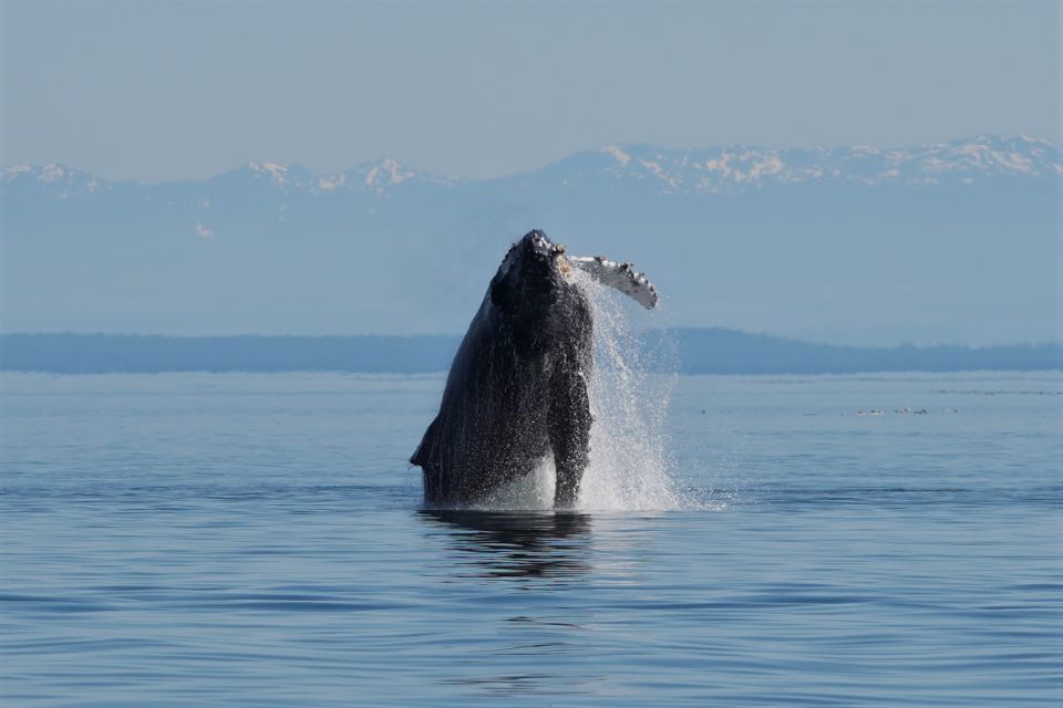 Vancouver Island: People Water Land - Indigenous & Whales - Weaving Cedar Bracelets